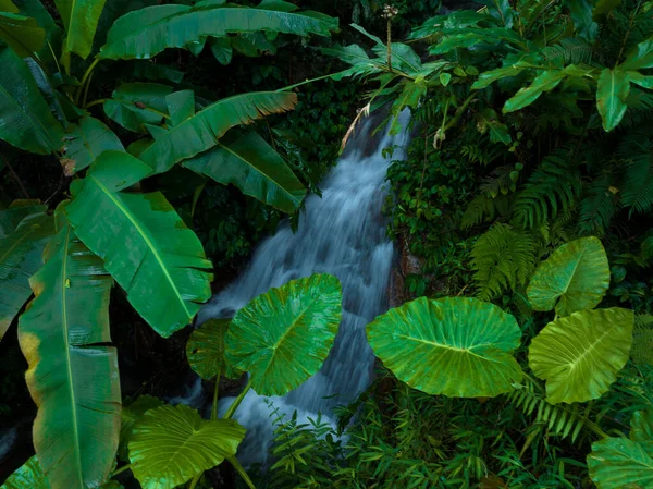 Luftaufnahme Des Tropischen Waldes Sommer — Stockfoto