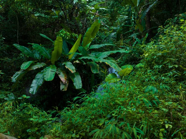 Vista Aérea Del Bosque Tropical Verano — Foto de Stock