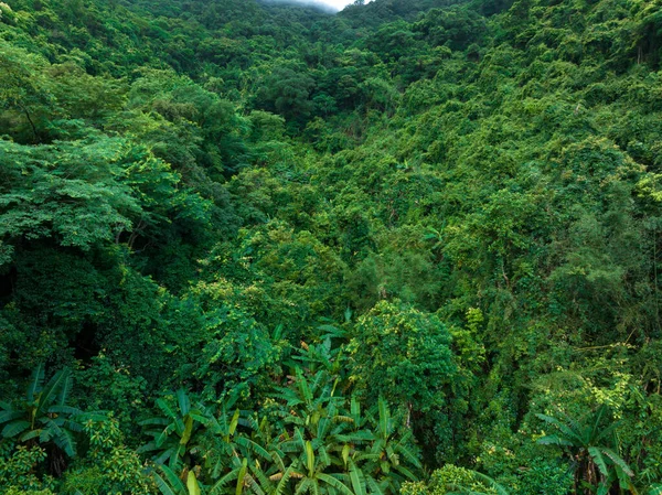 Vista Aérea Del Bosque Tropical Verano —  Fotos de Stock