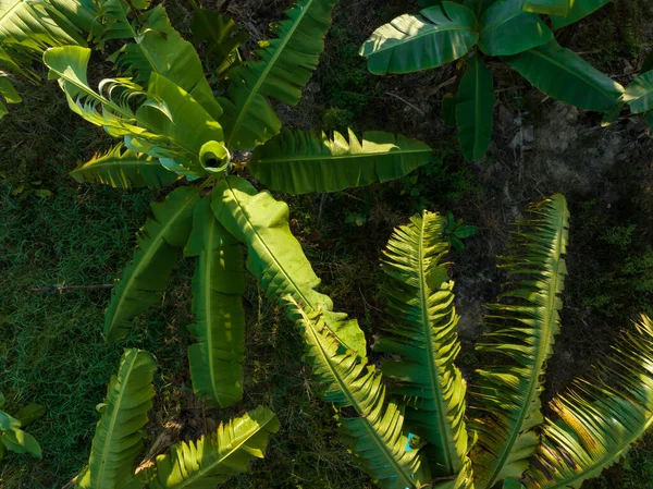Bananenbäume Wachsen Auf Feld — Stockfoto