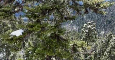 Ormandaki ağaçlar, manzarayı kapatın.