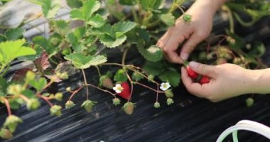 Bahçeden çilek toplayan bir kadın