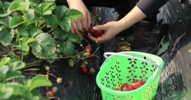 Bahçeden çilek toplayan bir kadın