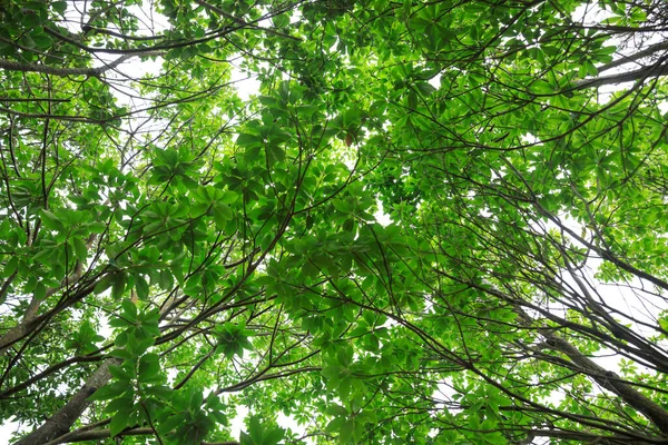 Дивлячись Стовбури Дерев Тропічному Лісі — стокове фото