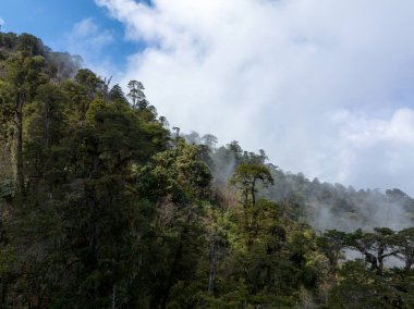 Tibet, Çin 'deki güzel yüksek irtifa orman manzarası.