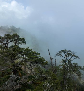 Tibet, Çin 'deki güzel yüksek irtifa orman manzarası.