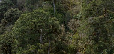 Tibet, Çin 'deki güzel yüksek irtifa orman manzarası.