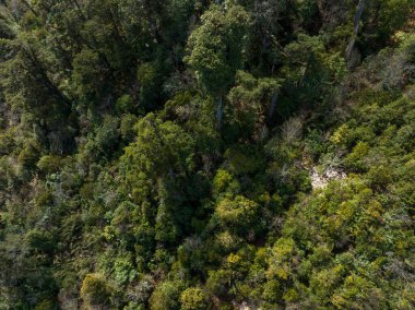 Tibet, Çin 'deki güzel yüksek irtifa orman manzarası.
