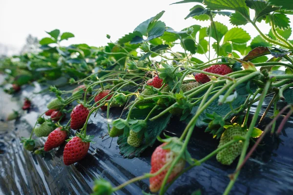 Frutos Morango Crescimento Jardim — Fotografia de Stock