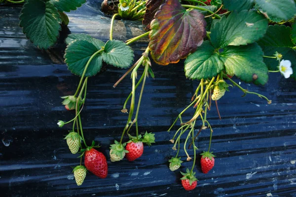Truskawkowe Owoce Ogródku — Zdjęcie stockowe