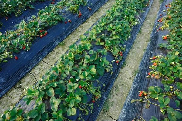 Jahodové Plody Růstu Zahradě — Stock fotografie