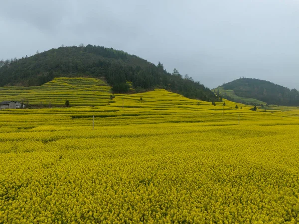 Vista Aerea Fiori Cole Gialli Fiore Campagna Provincia Dello Yunnan — Foto Stock