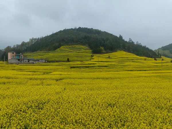 Aerial View Yellow Cole Flowers Flowering Countryside Yunnan Province China — Stock Photo, Image