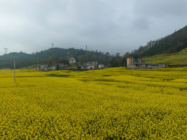 Letecký Pohled Žluté Květy Krtek Kvetoucí Venkově Provincie Yunnan Čína — Stock fotografie