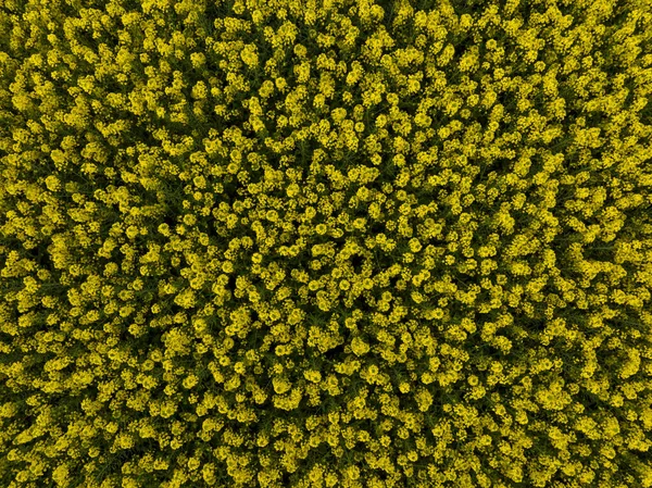 Widok Lotu Ptaka Żółte Kwiaty Wsi Prowincja Yunnan Chiny — Zdjęcie stockowe