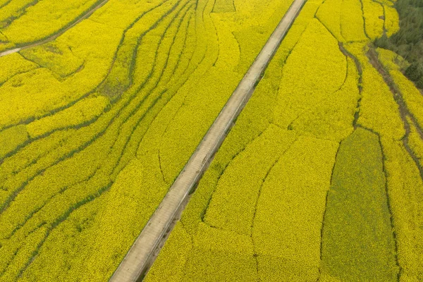 Flygfoto Gula Cole Blommor Blommar Landsbygden Yunnan Provinsen Kina — Stockfoto