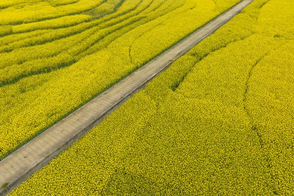 Flygfoto Gula Cole Blommor Blommar Landsbygden Yunnan Provinsen Kina — Stockfoto