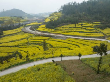 Yunnan, Çin 'de kırsalda çiçek açan sarı Cole çiçeklerinin hava manzarası.
