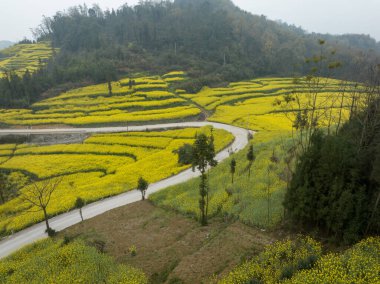 Yunnan, Çin 'de kırsalda çiçek açan sarı Cole çiçeklerinin hava manzarası.