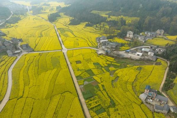 Vista Aérea Das Flores Amarelas Cole Que Flowering Campo Província — Fotografia de Stock