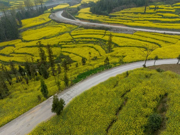Luftaufnahme Von Gelben Cole Blumen Blüht Auf Dem Land Provinz — Stockfoto