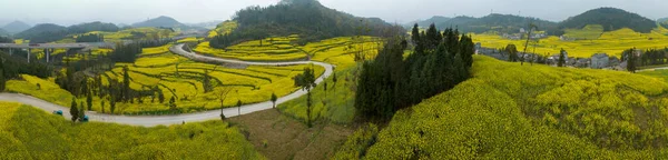 Вид Воздуха Цветение Жёлтой Колы Сельской Местности Провинция Юньнань Китай — стоковое фото
