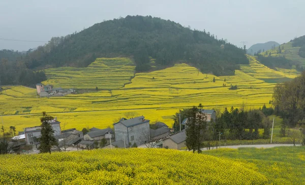 Vista Aérea Das Flores Amarelas Cole Que Flowering Campo Província — Fotografia de Stock