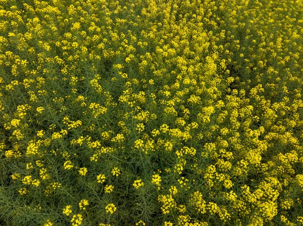 Vista Aérea Flores Colé Amarillo Floreciendo Campo Provincia Yunnan China — Foto de Stock