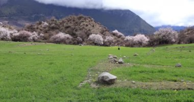 Arkasında bir dağ olan güzel bir manzara.