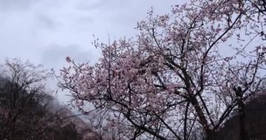 Bahçede yetişen güzel bahar çiçekleri