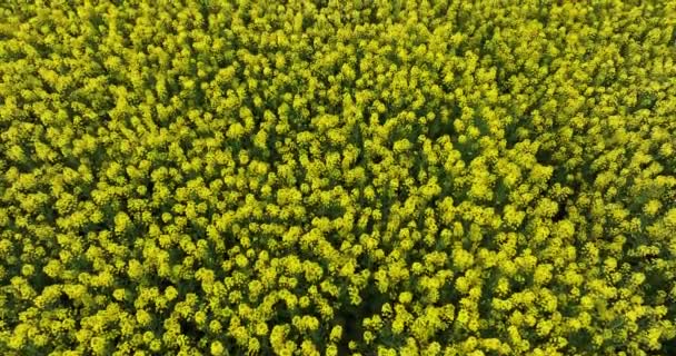 Αεροφωτογραφία Των Κίτρινων Λουλουδιών Cole Ανθίζουν Στην Ύπαιθρο Επαρχία Yunnan — Αρχείο Βίντεο