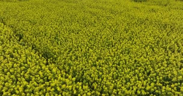 Letecký Pohled Žluté Květy Krtek Kvetoucí Venkově Provincie Yunnan Čína — Stock video
