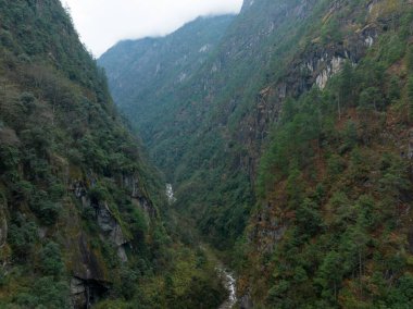Tibet, Çin 'deki güzel orman manzarası.