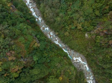 Tibet, Çin 'deki güzel orman manzarası.