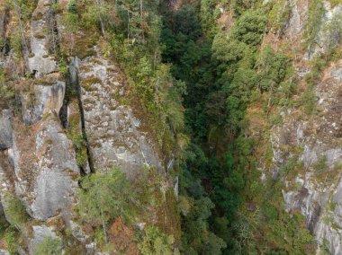 Tibet, Çin 'deki güzel orman manzarası.