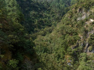 Tibet, Çin 'deki güzel orman manzarası.