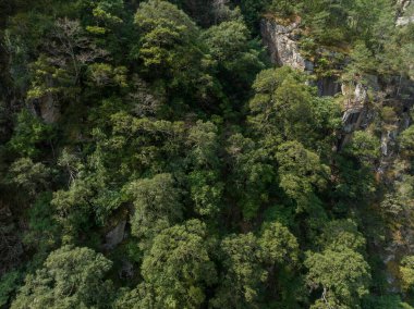 Tibet, Çin 'deki güzel orman manzarası.
