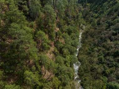 Tibet, Çin 'deki güzel orman manzarası.