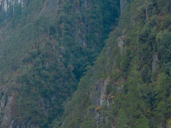 Tibet, Çin 'deki güzel orman manzarası.
