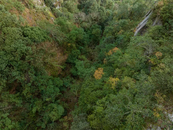 Dağlardaki ormanın güzel manzarası