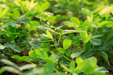 Fıstık bitkilerde büyüme alanı at