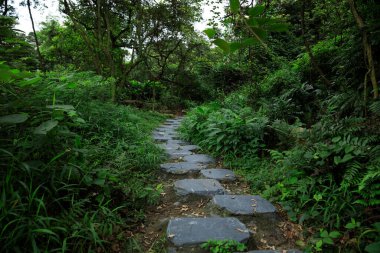 Güzel bahar ormanlarında yol, Çin