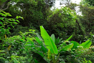 Çin 'de güzel bir bahar ormanı