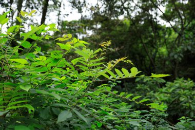 Çin 'de güzel bir bahar ormanı