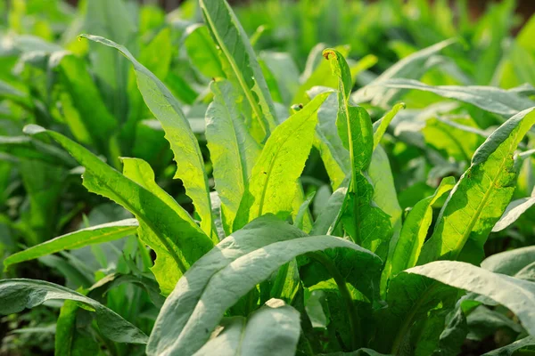 中国の庭で成長している緑のロメインレタス作物 — ストック写真