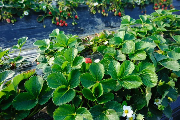 草莓在花园里生长的果实 — 图库照片