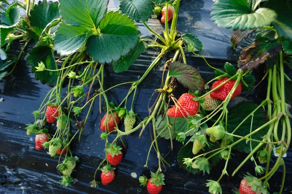 Frutos Fresa Crecimiento Jardín — Foto de Stock