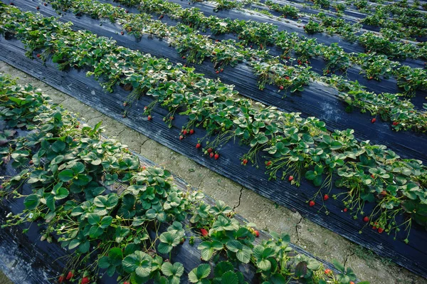 庭での成長のイチゴの果物 — ストック写真
