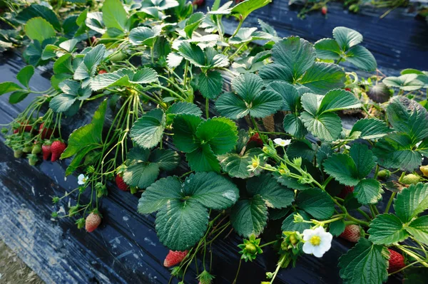 Aardbeienvruchten Groei Tuin — Stockfoto