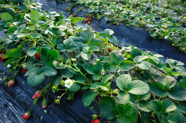 Strawberry Fruits Growth Garden — Stock Photo, Image